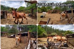 GCM e Vigilância Sanitária e Ambiental de São Manuel flagram crueldade contra animais em chácara