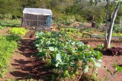 Hortas comunitárias promovem alimentação saudável e renda a famílias botucatuenses