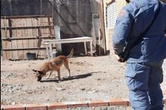Policiais militares com ajuda de cão farejador procuram homem desaparecido em Porangaba