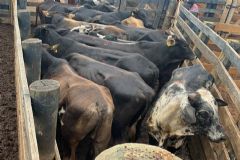 Polícia recupera 336 cabeças de gado avaliadas em mais de R$ 1 milhão roubadas de fazenda em Itatinga