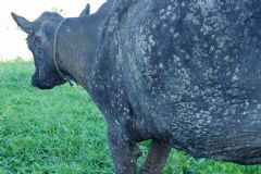 Polícia Civil de Itatinga apura crime de maus tratos a animais em sítio na zona rural da Cidade