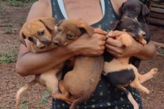 Corpo de Bombeiros de Botucatu resgata cães que caíram num buraco em Pratânia