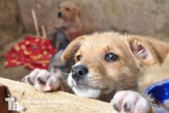 Prefeitura de Botucatu realiza mutirão de castrações e chipagem de cães na Cohab 1