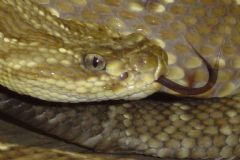 Cevap de Botucatu volta a receber visitantes para seu museu com diferentes espécies de serpentes