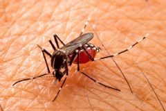Prefeitura de São Manuel registra 100 moradores que foram contaminados pela dengue