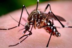 Diretoria de Saúde de São Manuel registra dezenas de casos de pessoas contaminadas pela dengue