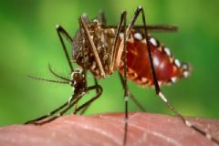 Número de casos de dengue em São Manuel está estabilizado, aponta Diretoria de Saúde 