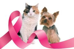 FMVZ/Unesp, de Botucatu, faz ações para prevenção ao câncer de mama em animais de companhia