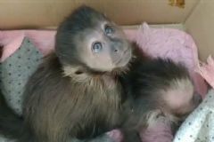 Em ação no pedágio de Itatinga, TOR flagra filhotes de macacos prego sendo transportados ilegalmente 