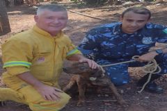 Corpo de Bombeiros de Botucatu salva um cachorro de médio porte que caiu numa erosão