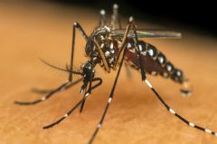 Vigilância Ambiental em Saúde de Botucatu aponta queda de 25% nos casos de Dengue