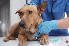 Prefeitura fará mutirão de castração gratuita para cães durante o feriado prolongado