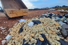 Polícia Civil e Vigilância Sanitária interditam fábrica de farinha em propriedade rural de Itatinga 

