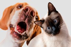 Prefeitura promove mutirão de castração gratuita para cães e gatos na Praça da Juventude