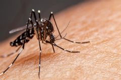 Devido ao início do período chuvoso, Prefeitura intensificará ações de combate ao mosquito da dengue