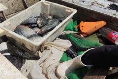 Polícia Ambiental flagra duas pescadoras praticando pesca com técnica não permitida 