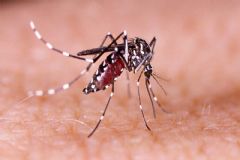 Com aumento acentuado de casos de dengue, governador de São Paulo  decreta estado de emergência 