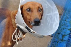 Prefeitura realiza mutirão de castração gratuita para cães no Ginásio Municipal