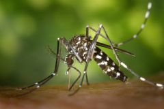 Diretoria Municipal de Saúde de São Manuel já registrou 1.183 casos positivos de dengue em 2024