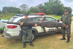 Polícia Militar Ambiental de Botucatu apreende jacaré do Pantanal embalsamado em um pesqueiro