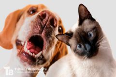 Centro de Acolhimento Animal de Botucatu promove Feirinha de Adoção de Cães e Gatos 